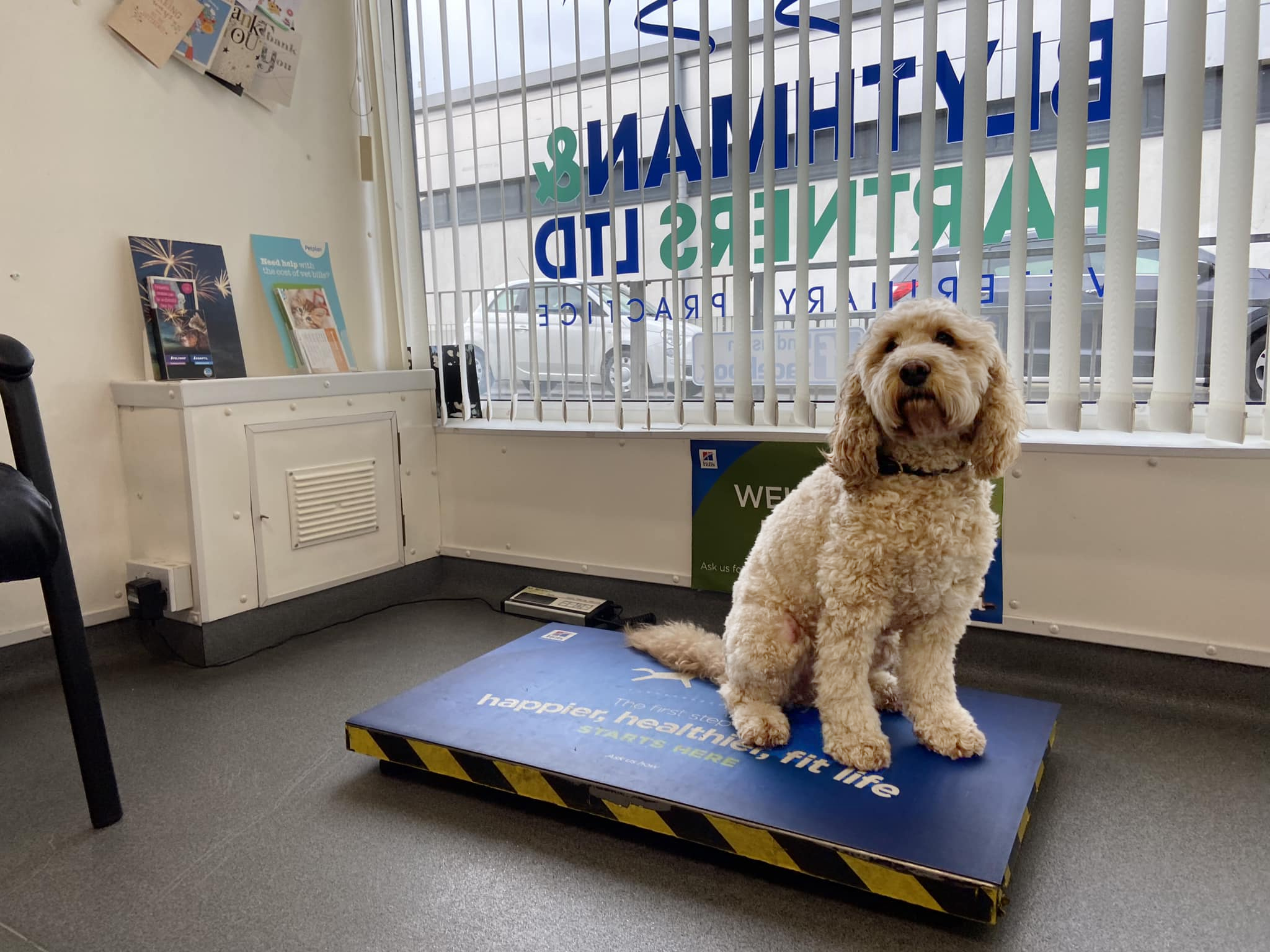 Brodie the Cockapoo