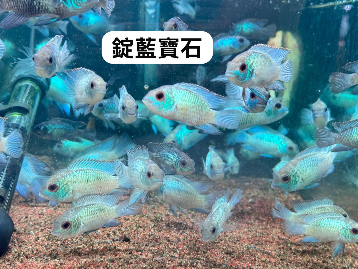 荃灣水族情迷aquadesign added a new photo. - 荃灣水族情迷aquadesign