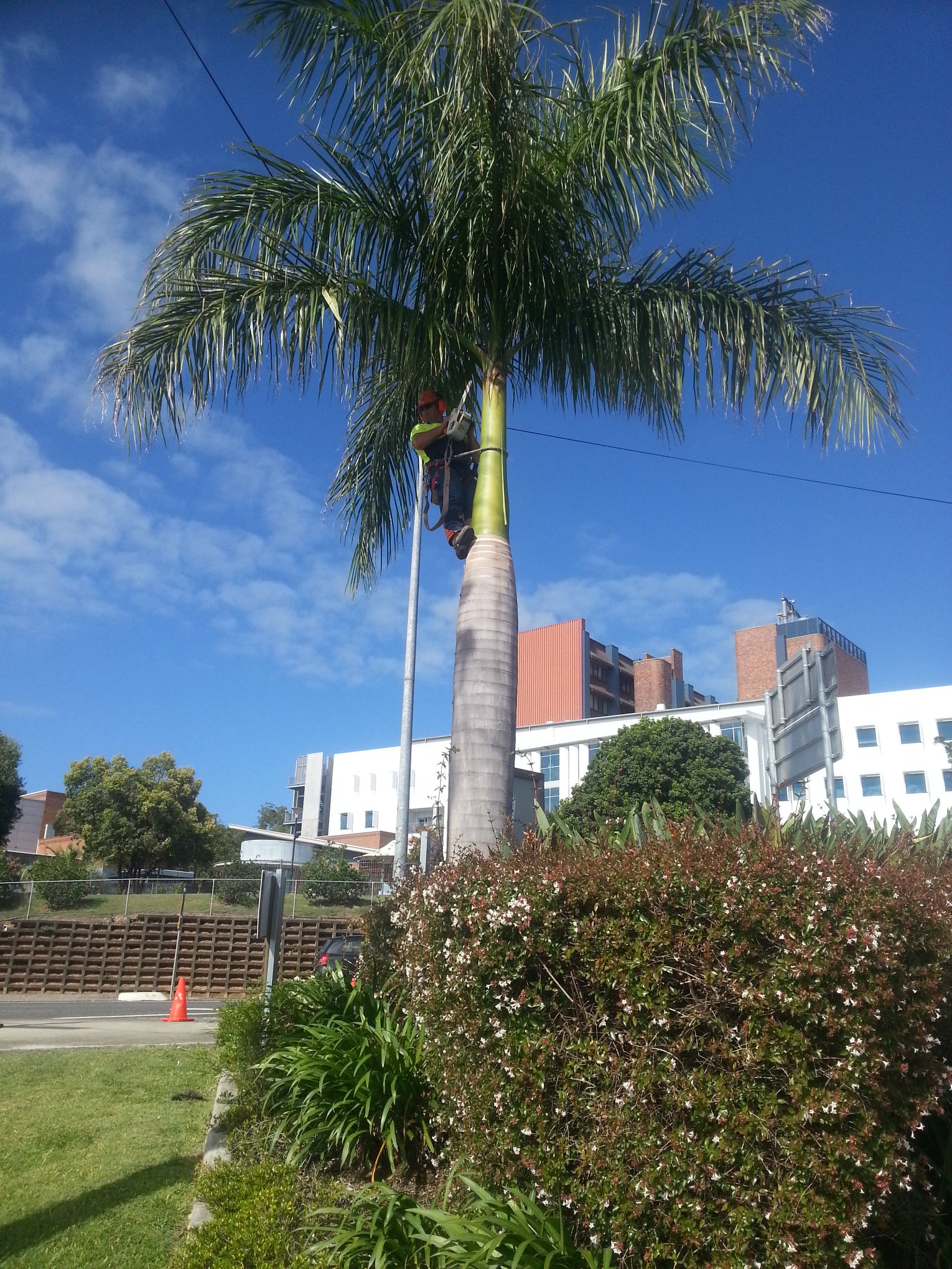 Vince's Tree Services