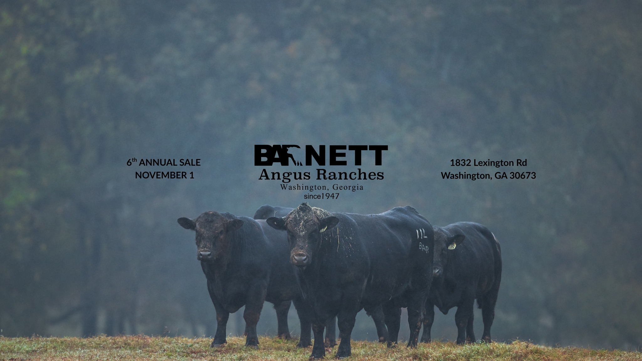 Barnett Angus Ranches | Washington GA