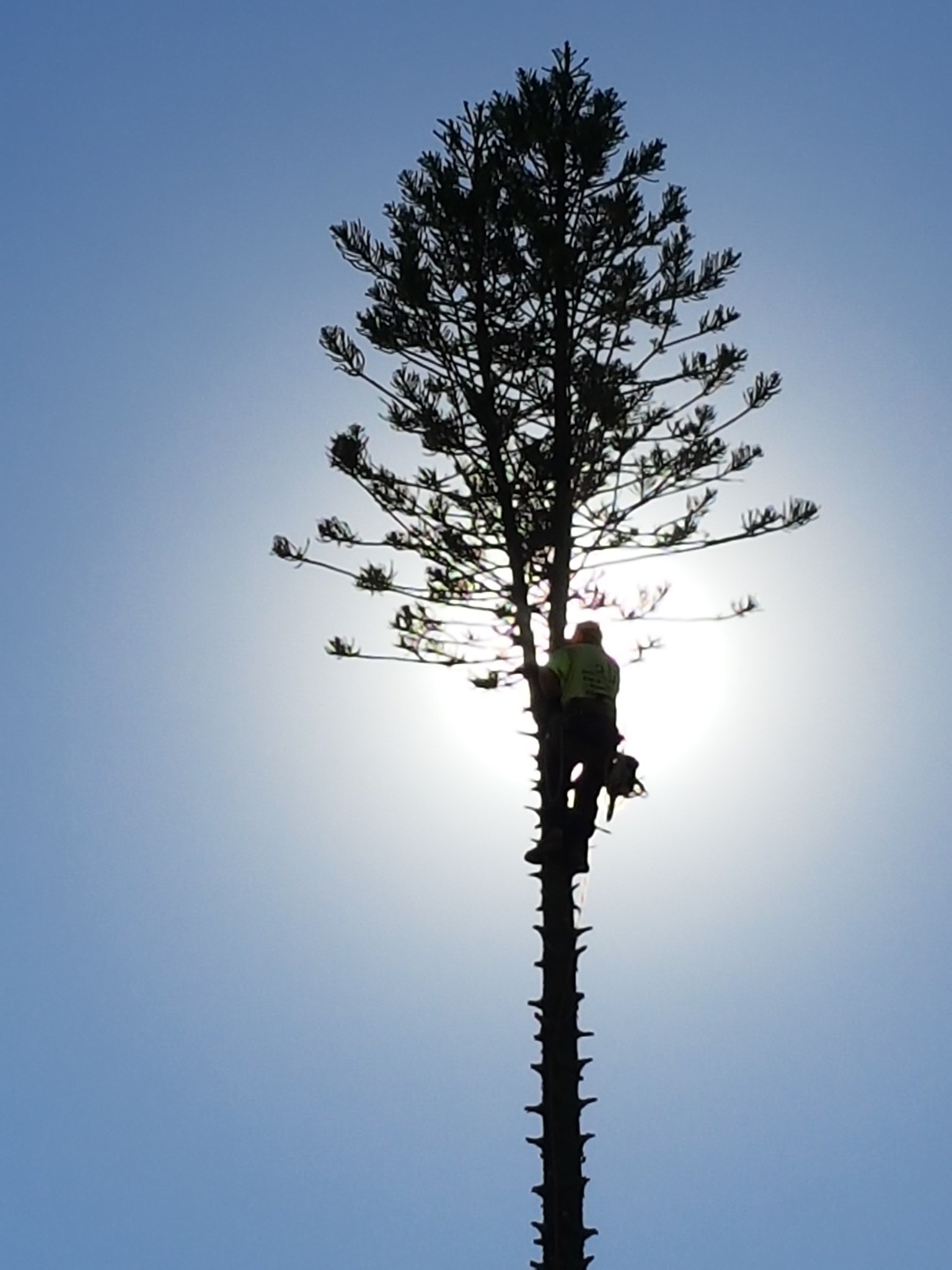 Vince's Tree Services