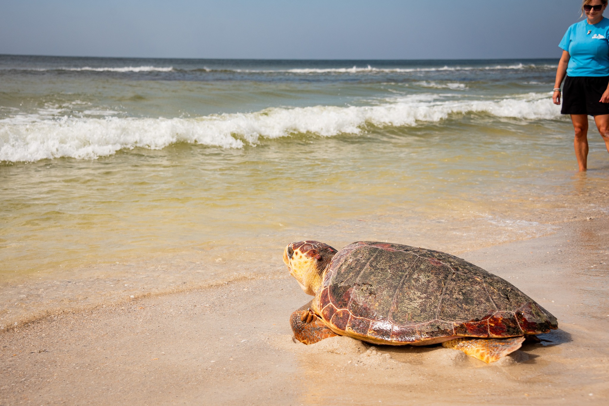 Navarre... - Navarre Beach Sea Turtle Conservation Center