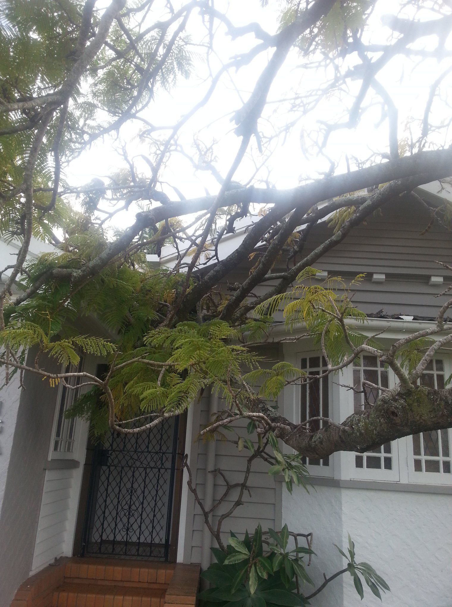 Vince's Tree Services