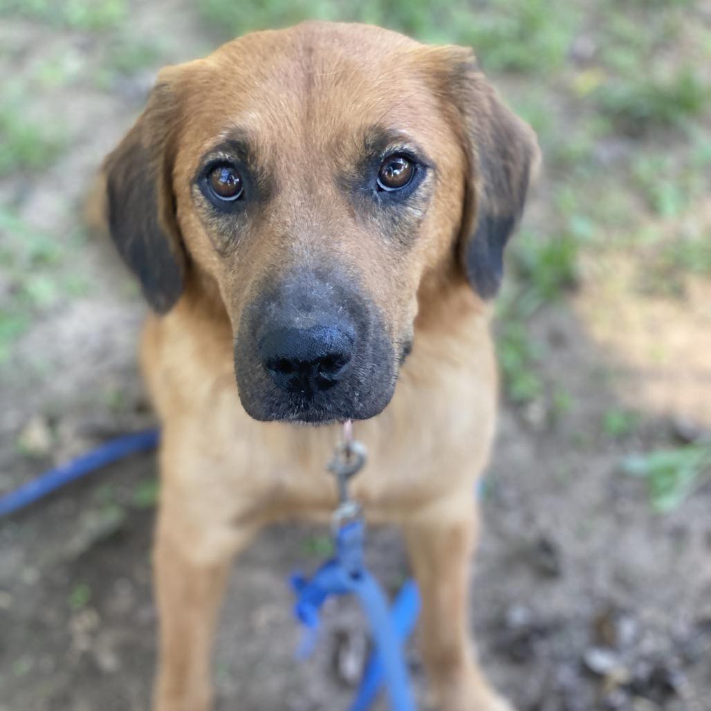 A Lab for Life - Meet NELLIE KATE!💖 This sweet girl is... | Facebook