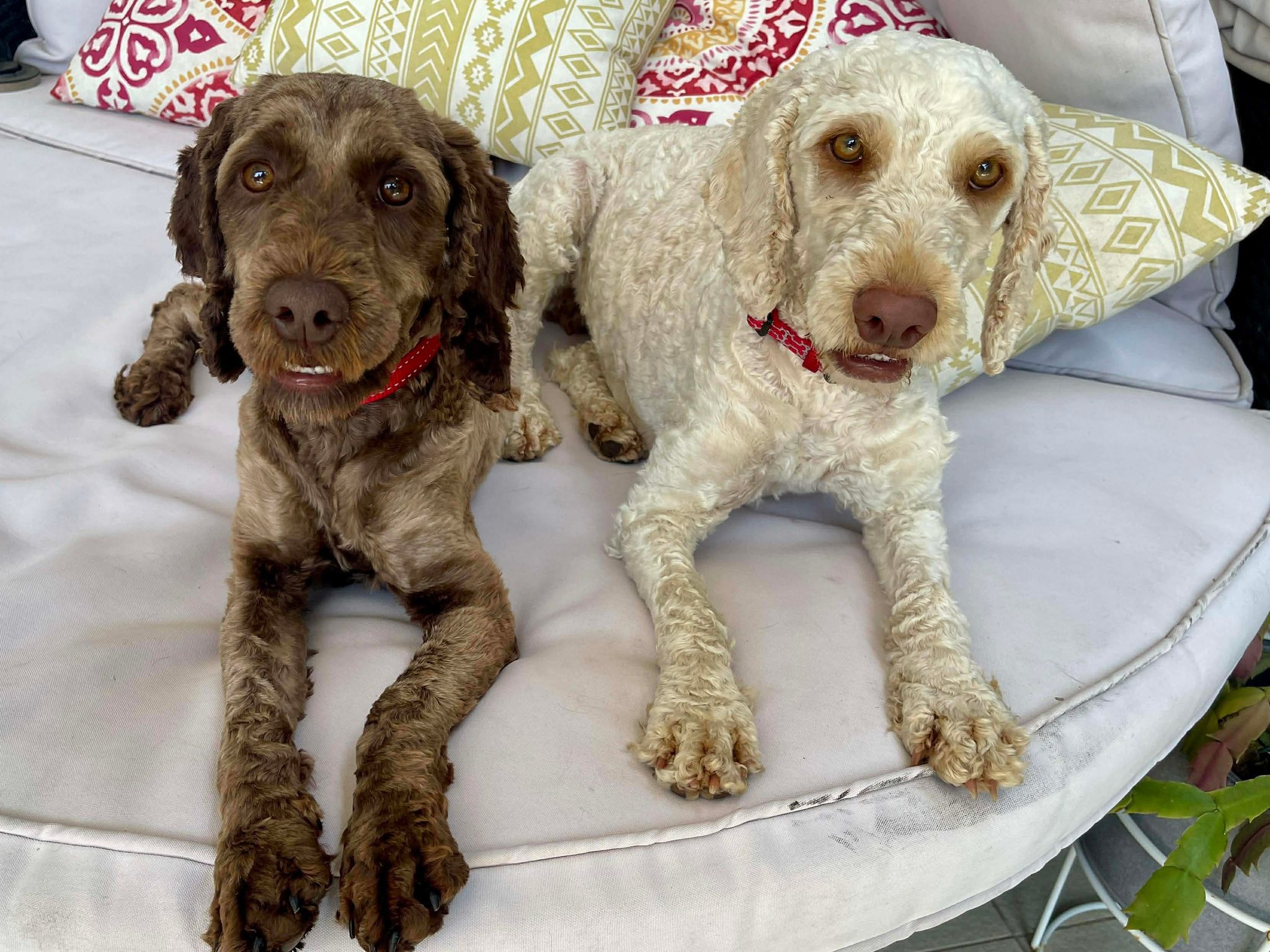 Introducing CSRQ Coco... - Cocker Spaniel Rescue QLD inc | Facebook
