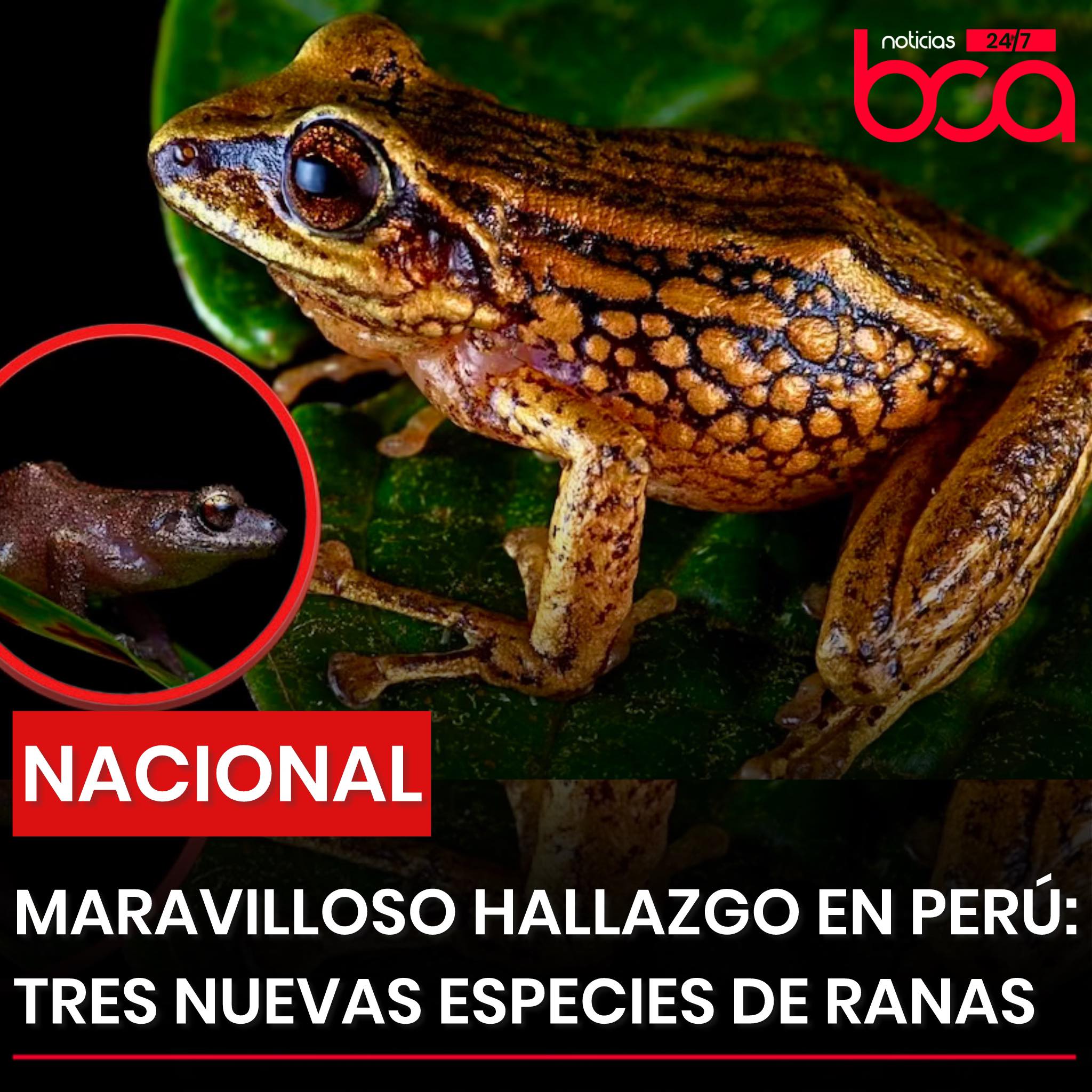 BcaNoticias - #NACIONAL | TRES NUEVAS ESPECIES DE RANAS SON ...