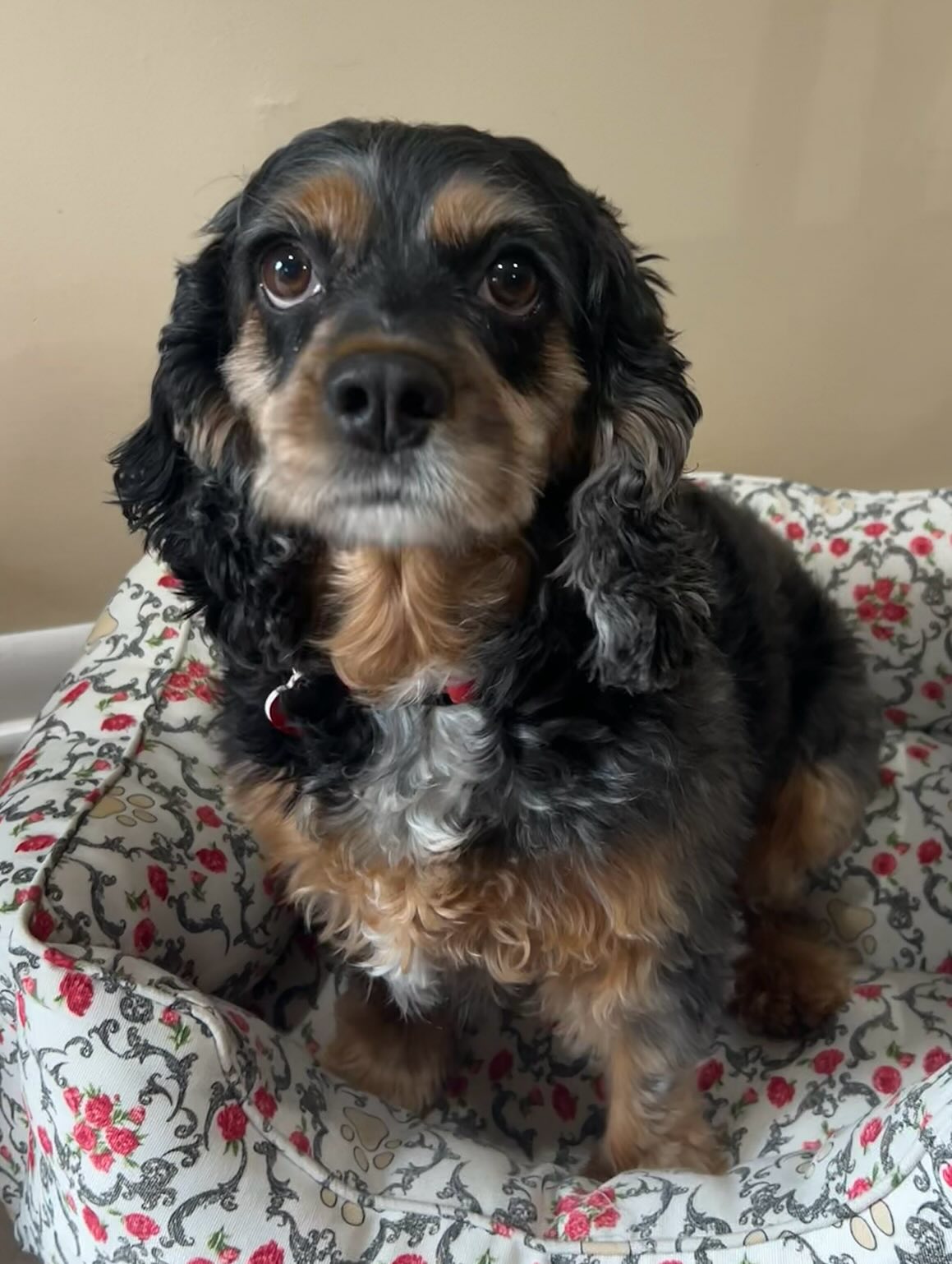 Cocker Spaniel Adoption Center - www.cockeradoptions.org