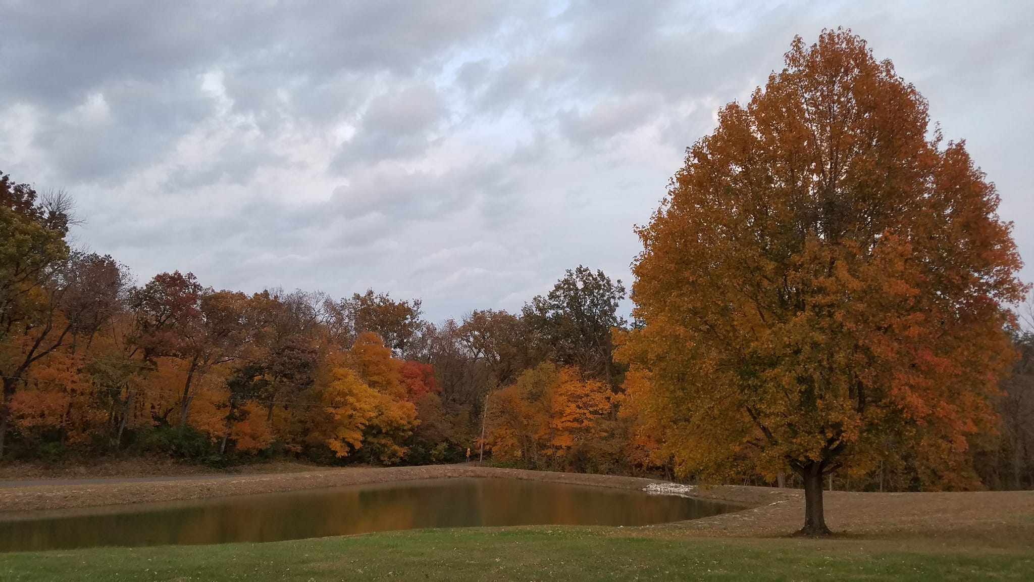 Triple E Trees | Marine IL