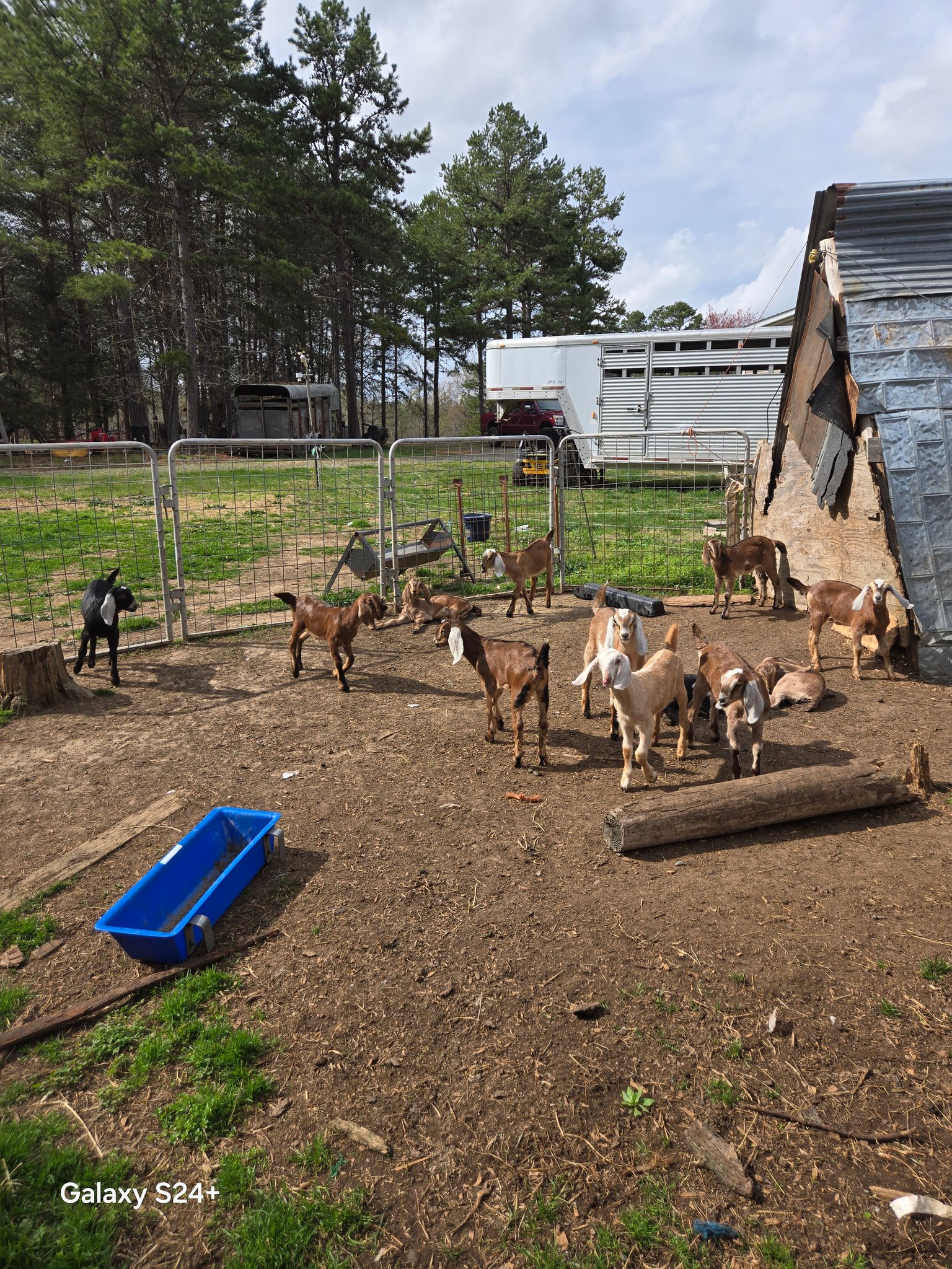 Cedar Gait Farm