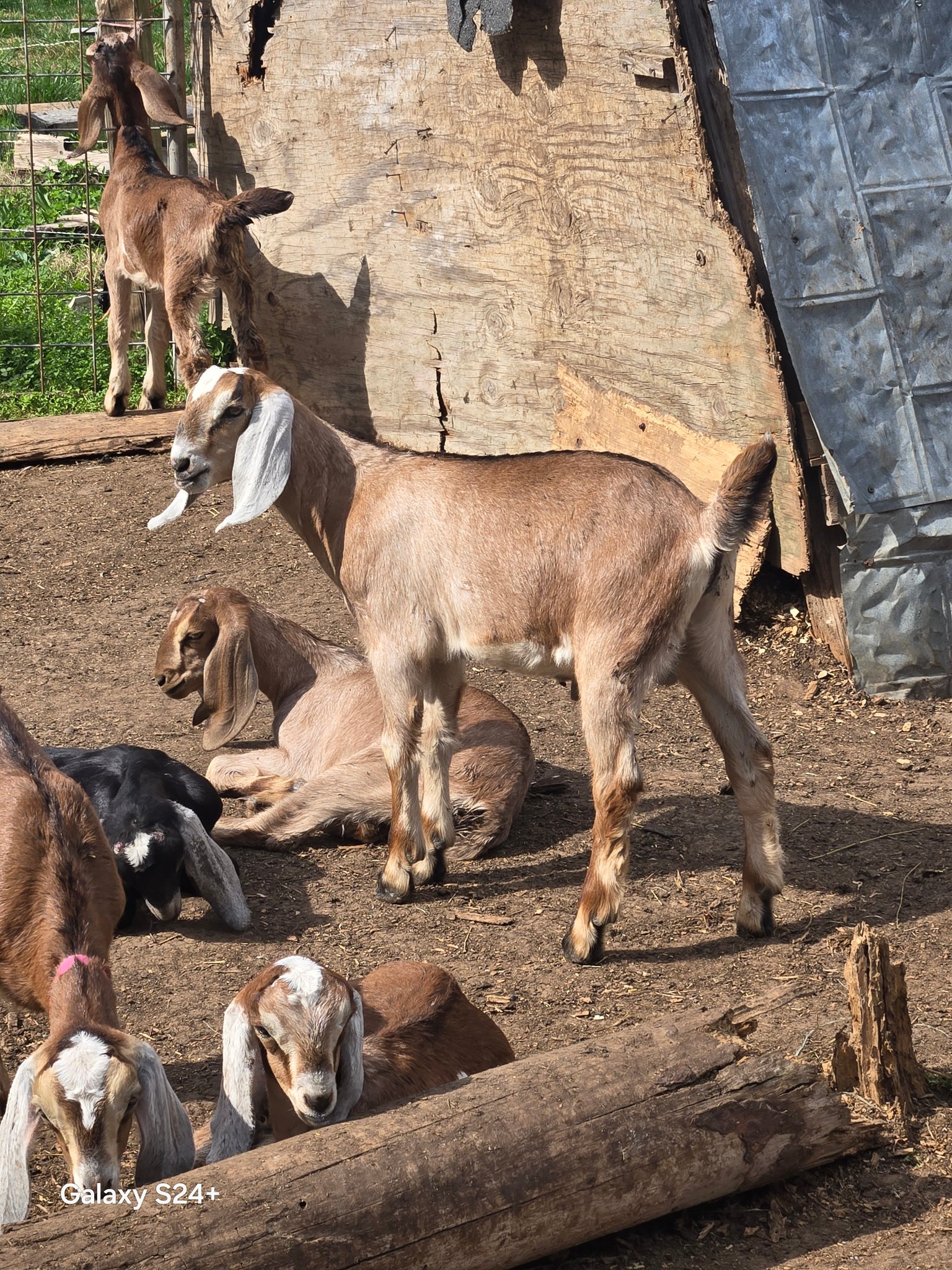 Cedar Gait Farm