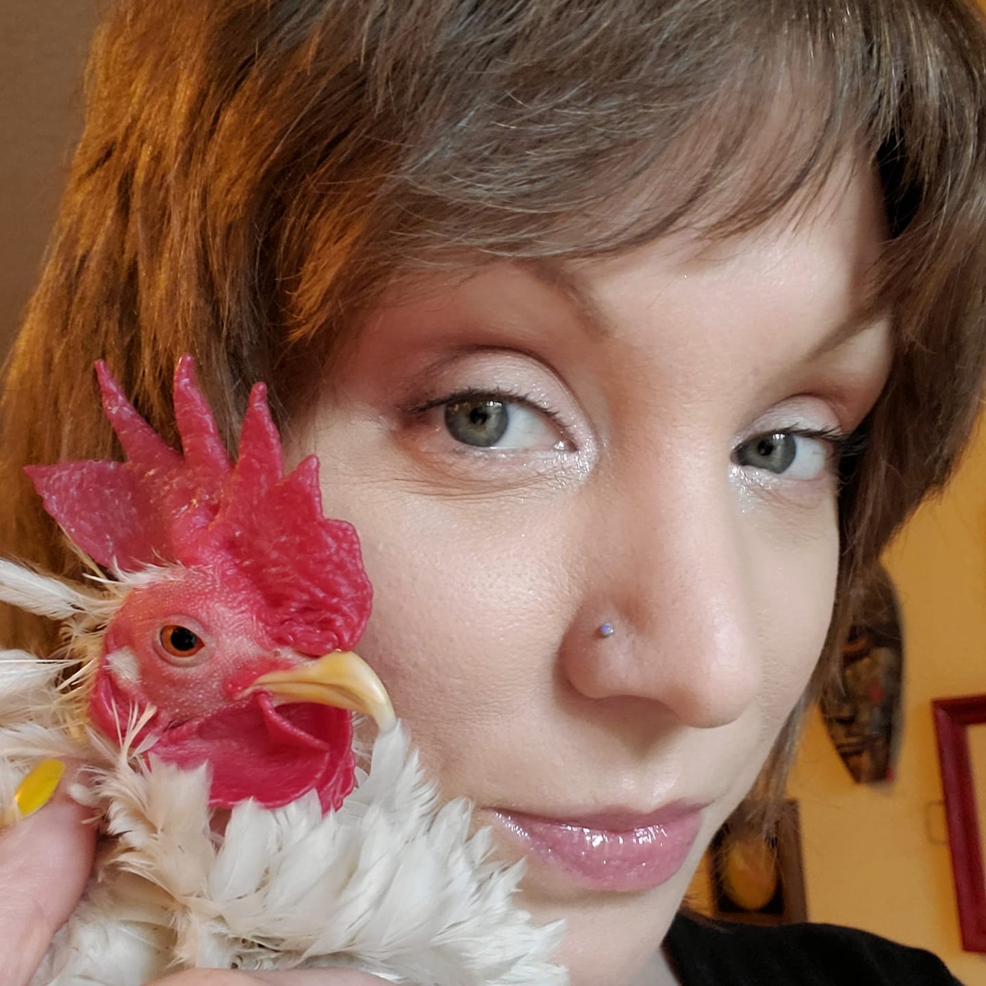 Everything Backyard Chicken! | My RIR roo, Rooster Colburn, aka Red ...