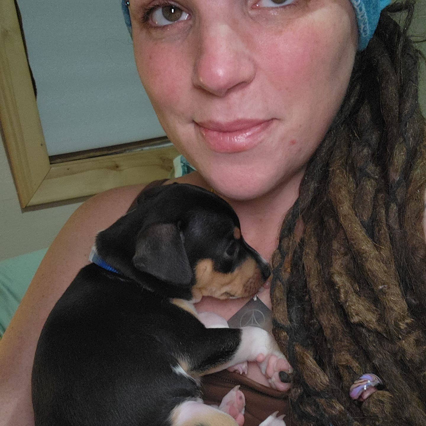 Blue Tri Miniature Rat Terriers males and females available. Call or ...