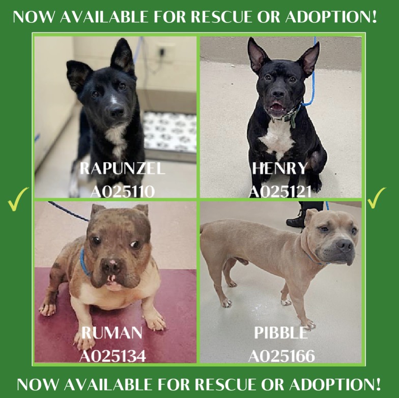NOW AVAILABLE FOR EITHER... - Clayton County Animal Control | Facebook