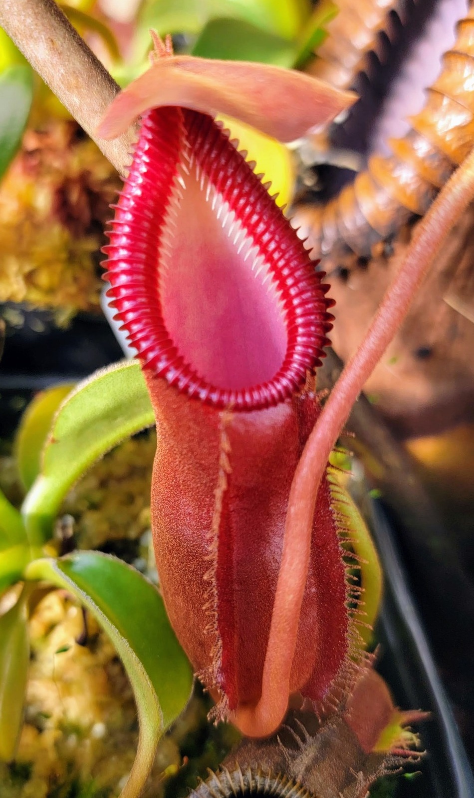 Another variant of N. (vent x TM) x eddy. Check out the peristome