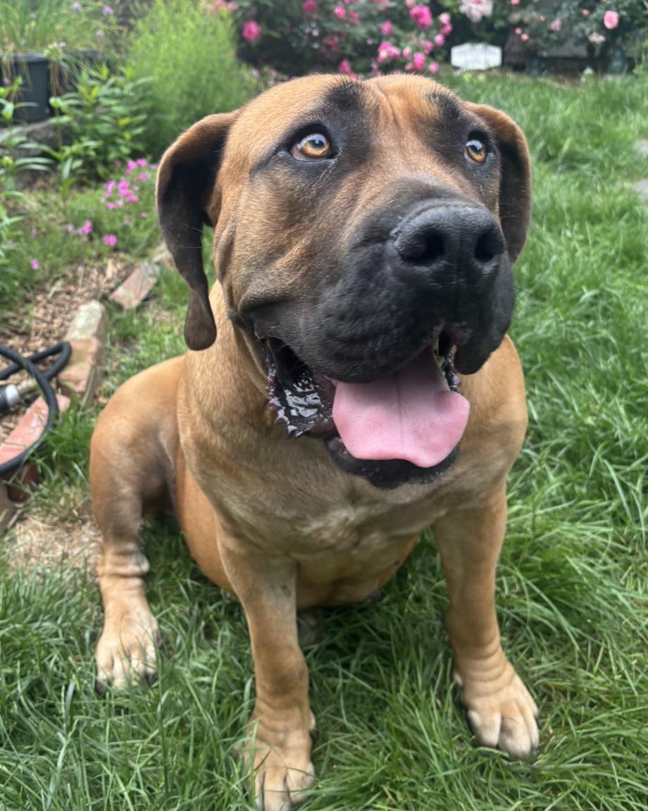 Rihanna is still looking for the... - Sandy Paws Rescue Inc. | Facebook