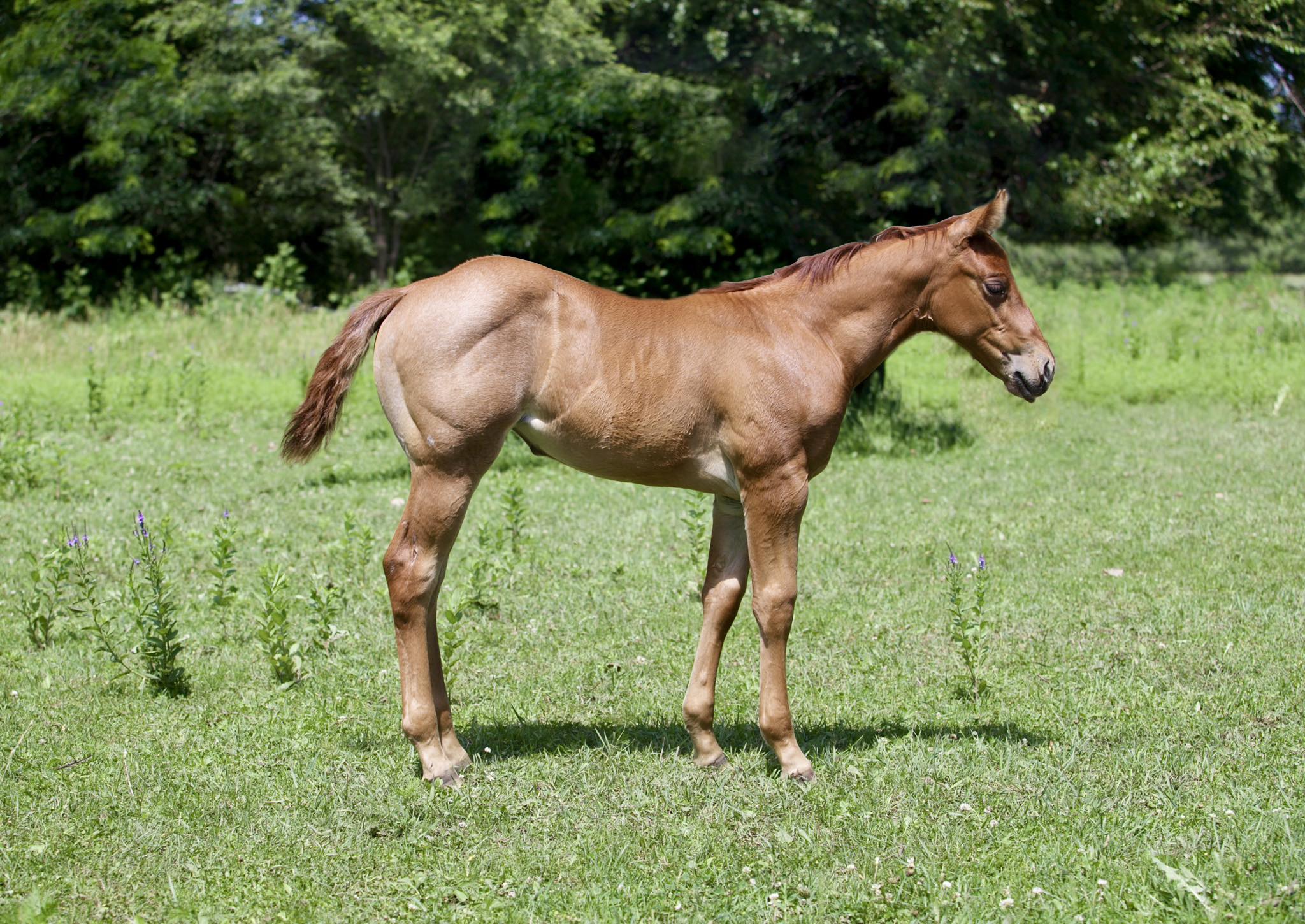 G - Lil Hattie Snaps X RL Styling Rey 2025 red roan filly available for ...
