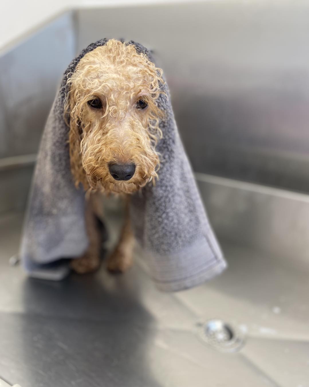 Perry's Pampered Paws | Banbury