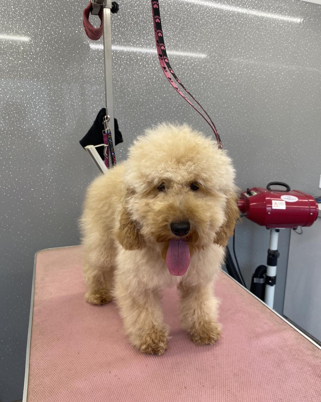 Perry's Pampered Paws | Banbury