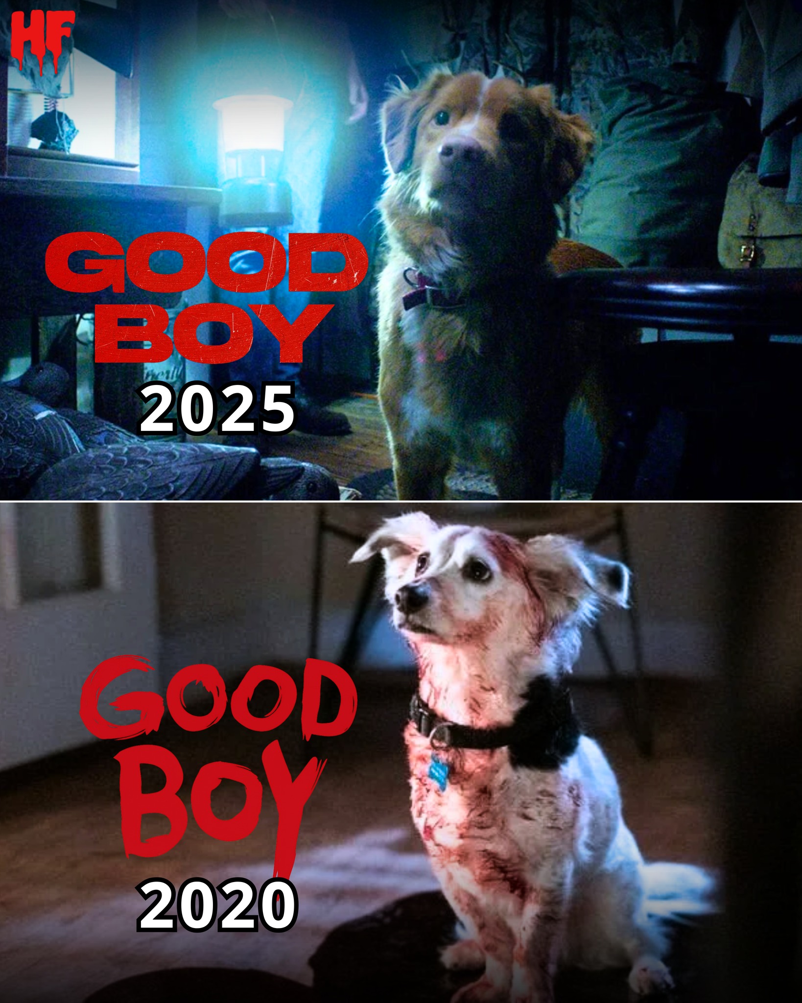 Horror - I don’t think our hearts are ready for another Good Boy story ...