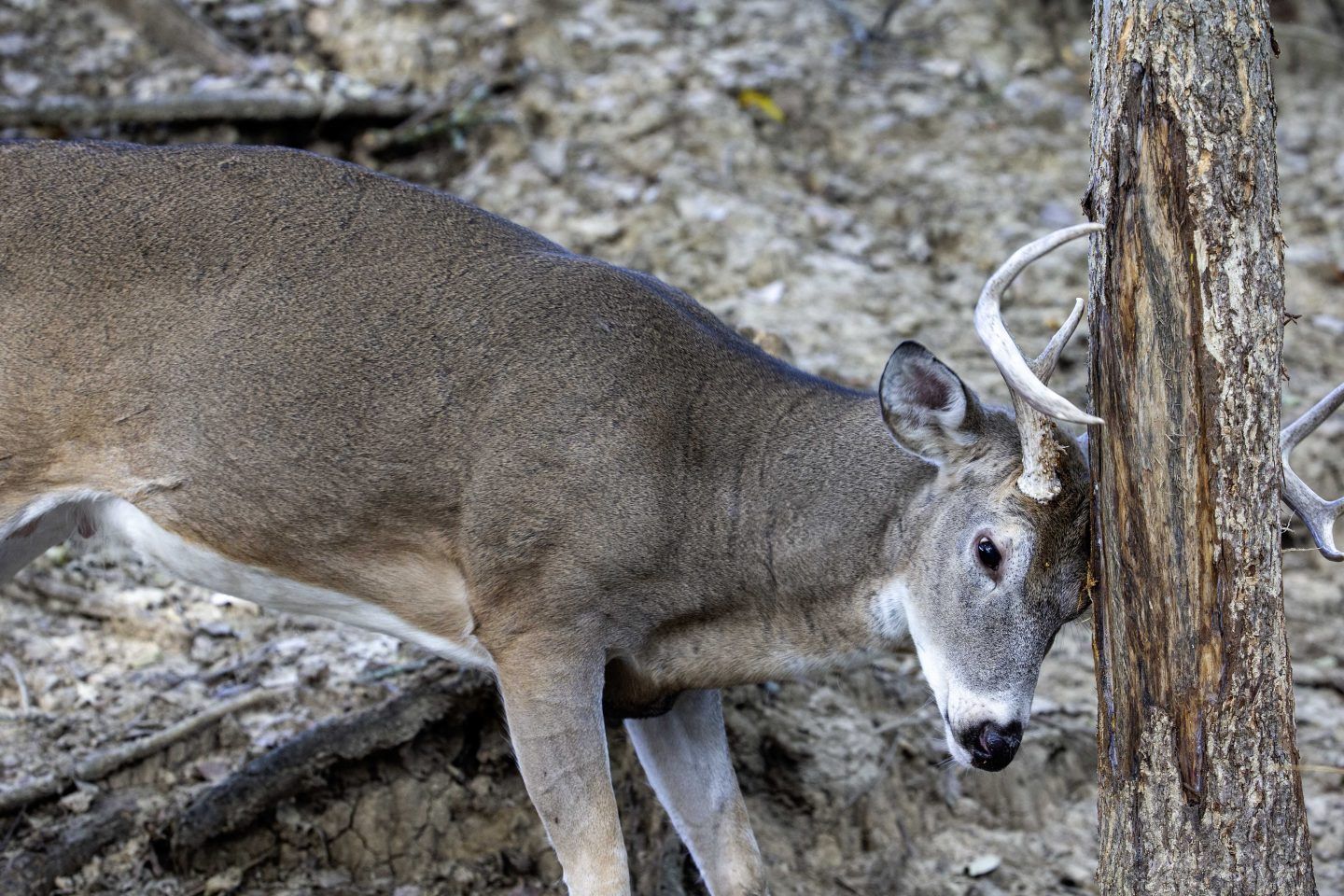 WEBO - Deer lept to his death at the North Ave Owego overpass. The Case ...