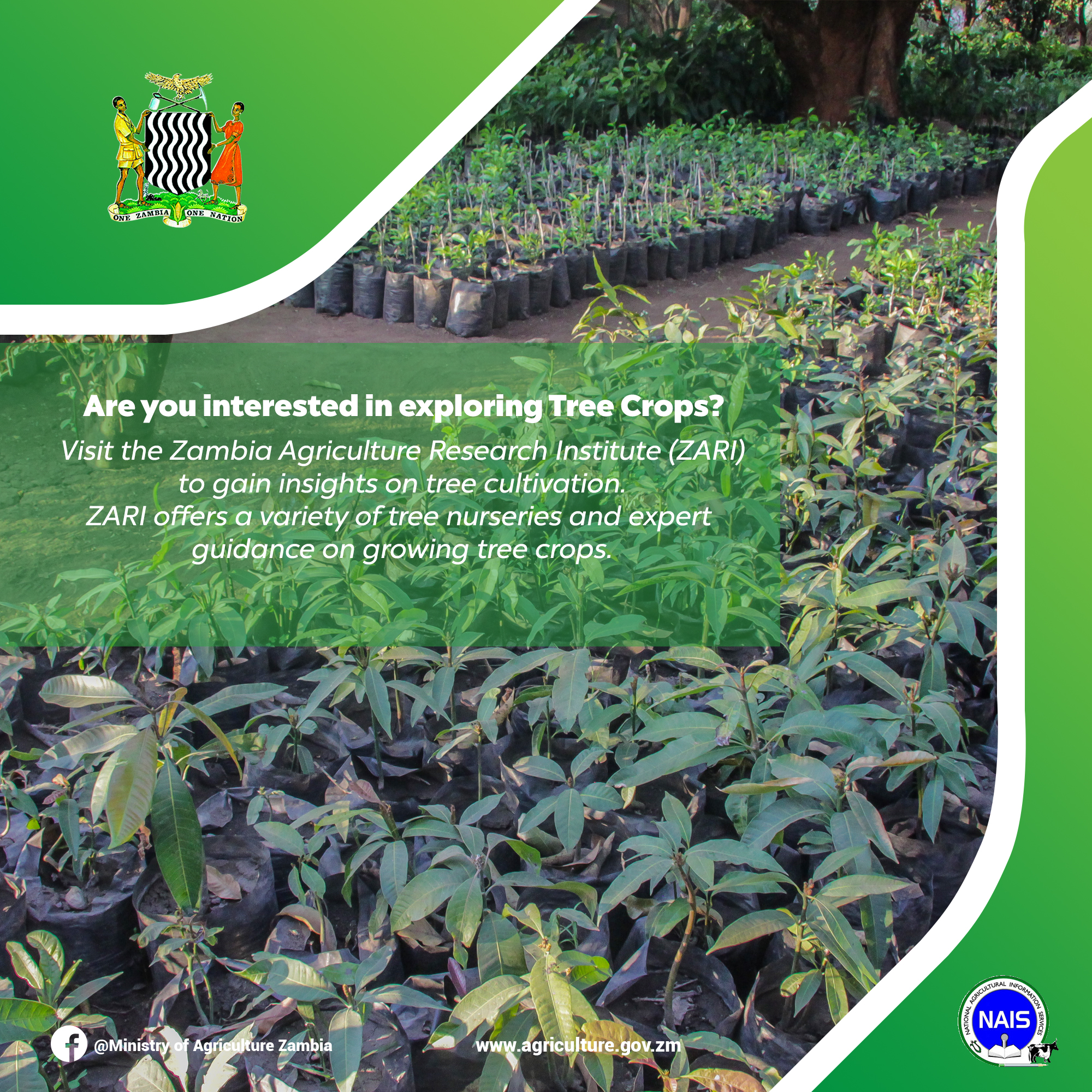 Ministry - Did You Know? Tree crops are essential for environmental ...