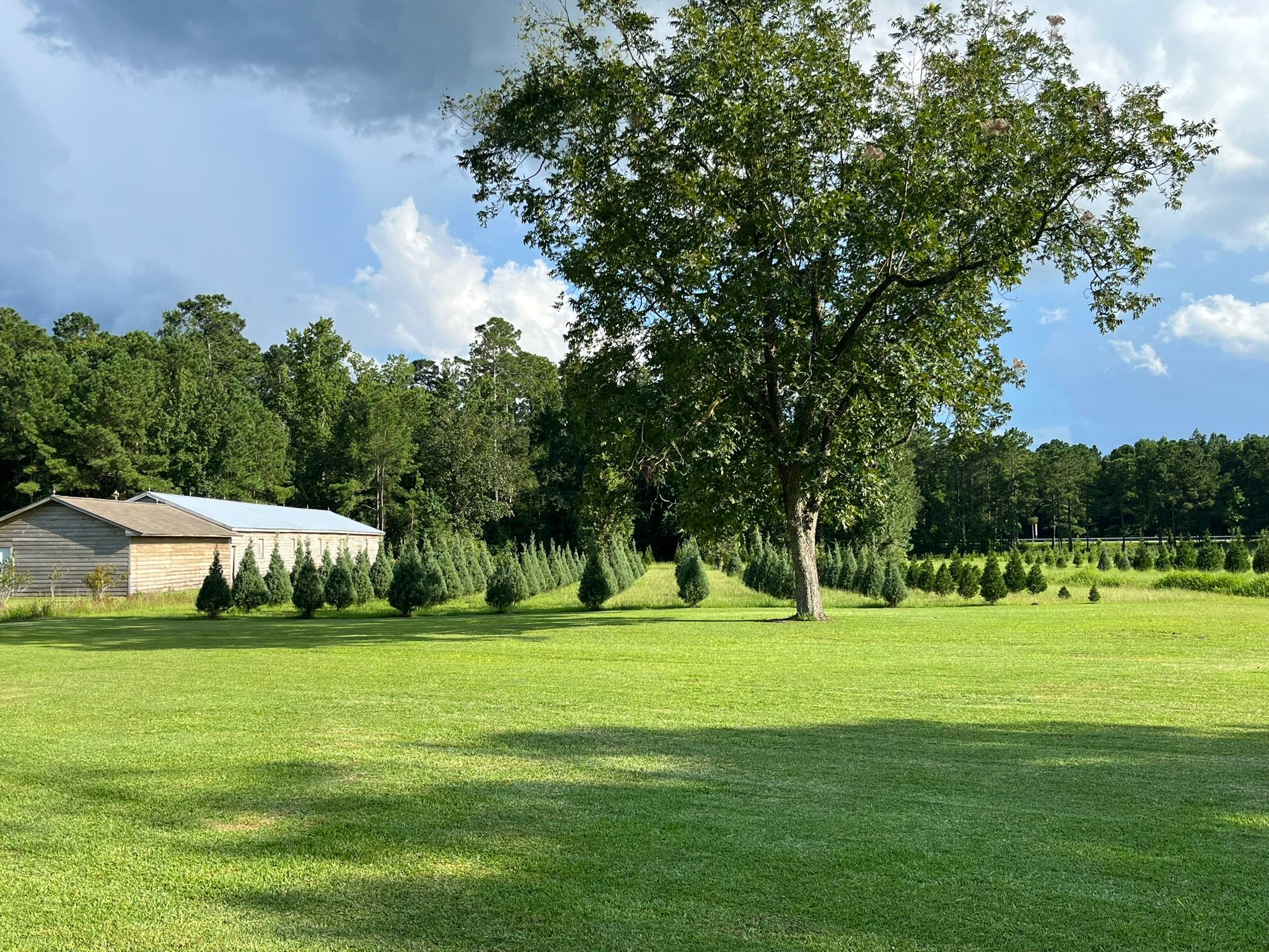 Booth's Christmas Tree Farm | Conway SC