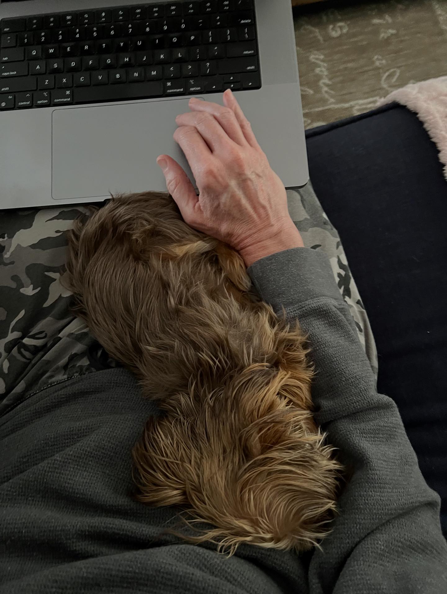 Gregg - Working on a script with Mocha in my lap. 🐾 Not the most ...