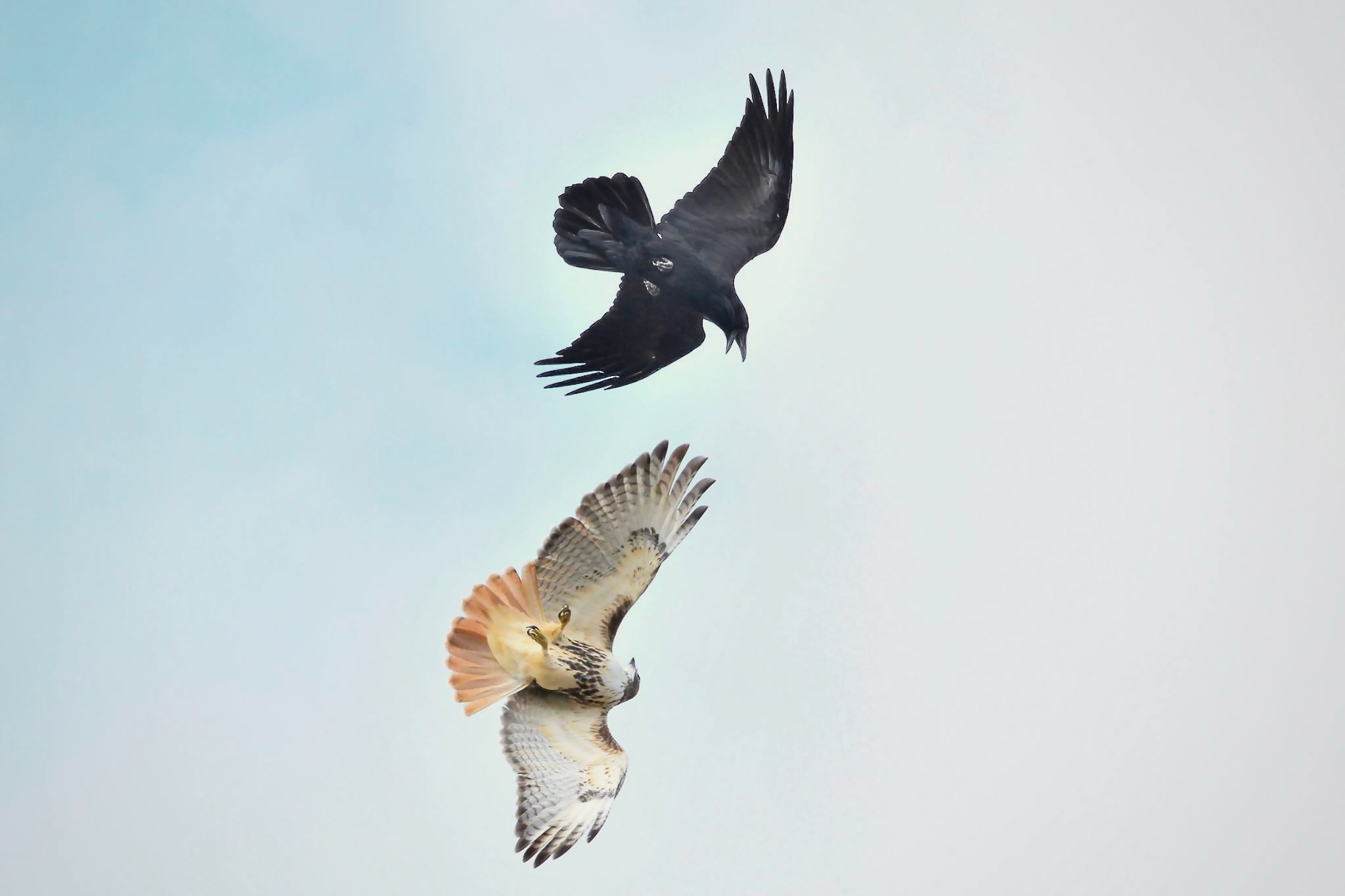 Spirit - The Raven and the Red Tailed Hawk This red tailed was caught ...