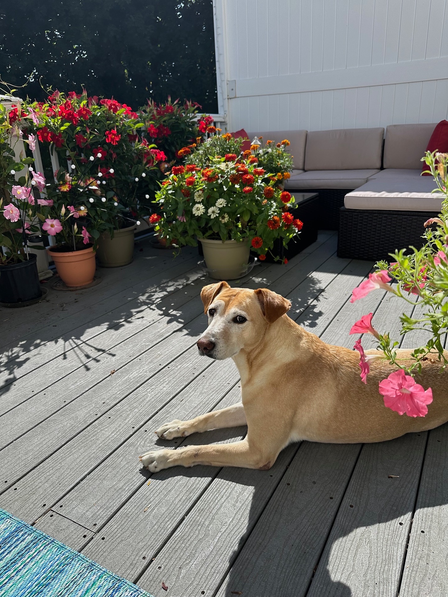 Hotel - 🌸 Meet Izzy 🌸 Izzy is a 60 lb Labrador Retriever mix who came ...