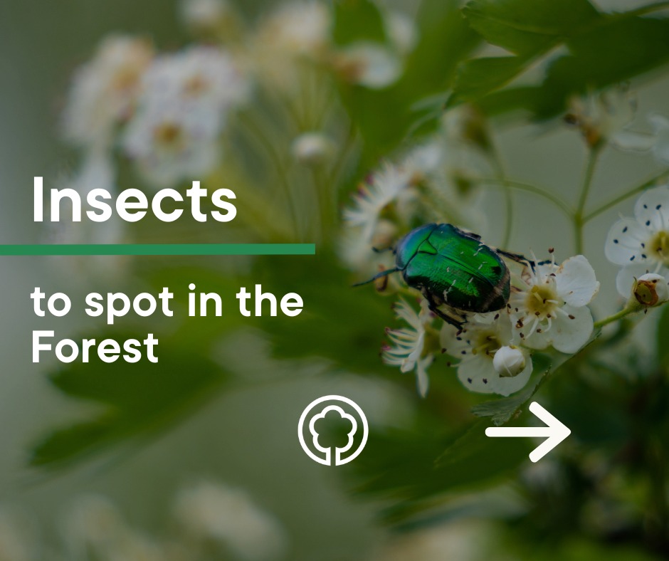 🌿🐝 Happy #NationalInsectWeek! 🦋🌳... - The National Forest | Facebook