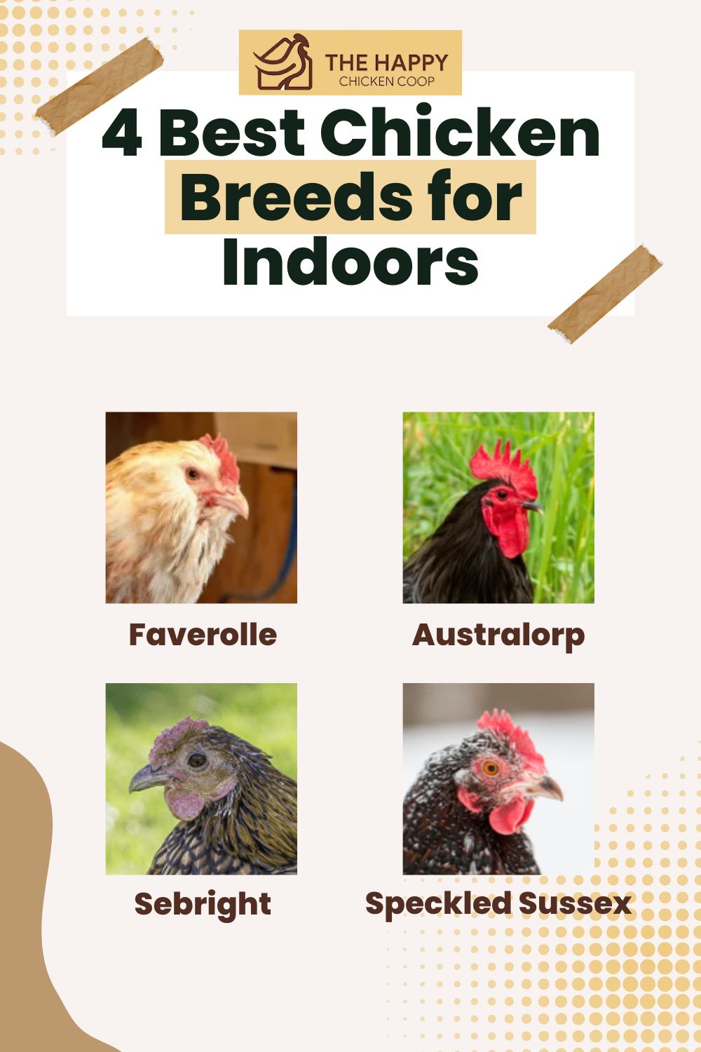 Curated visual reference: Visual Reference: The Happy Introducing The Best Chicken Breeds For Indoors Guide