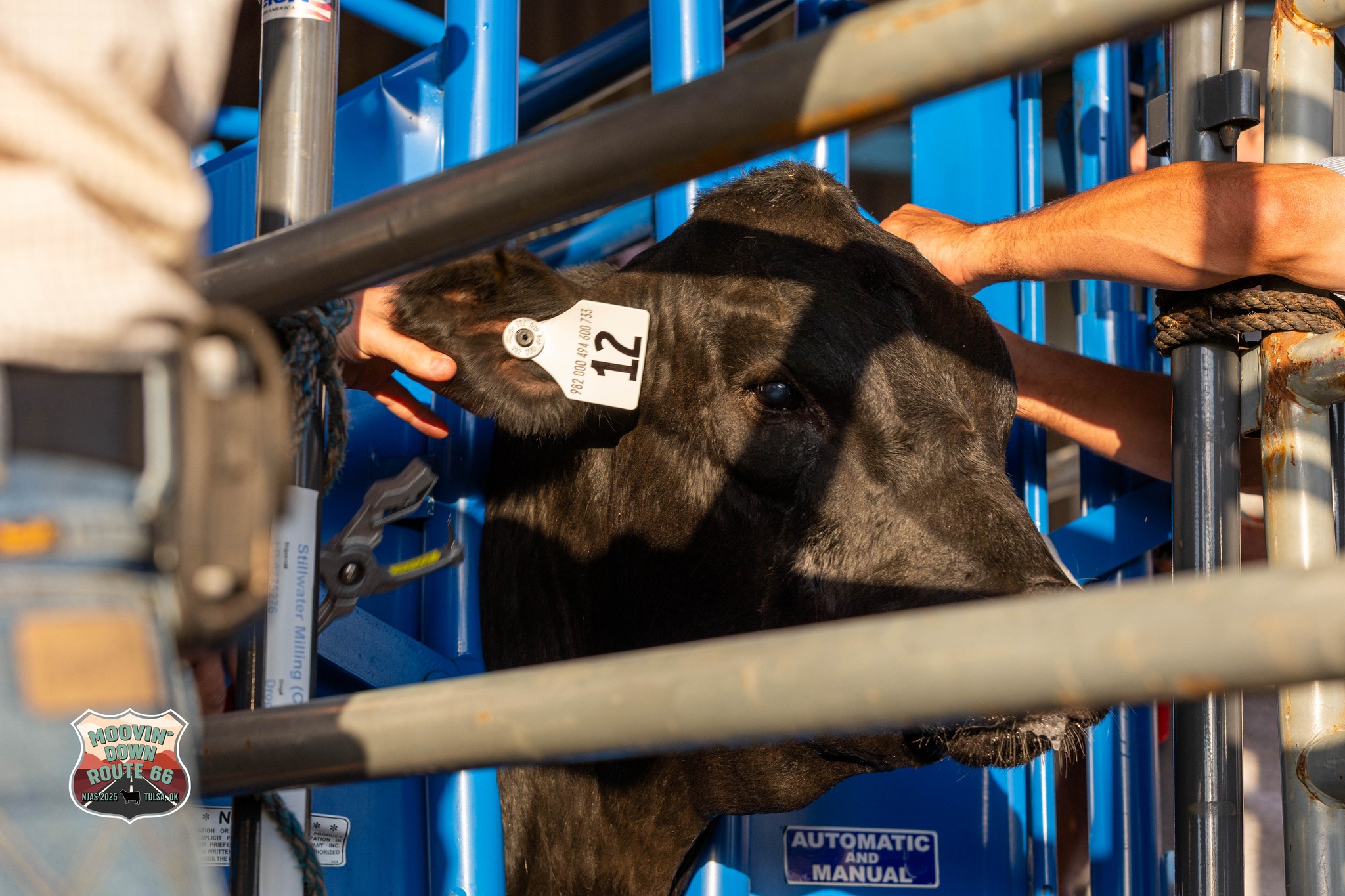 American Angus Association... - American Angus Association