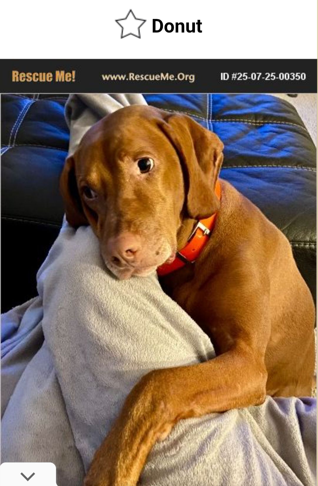 A... - Peace, Love,Pointers Arizona Resource Rescue Group Corp | Facebook