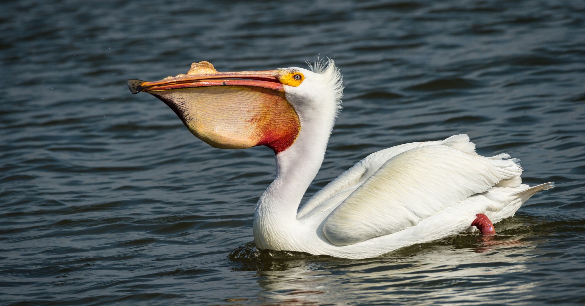 The American White Pelican (Pelecanus erythrorhynchos) is one of 