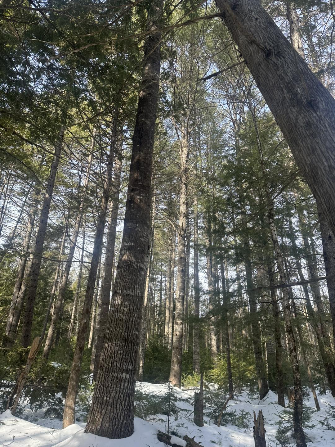 Rice Logging | Wellington ME
