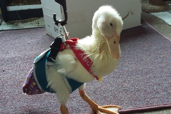 The Quack Team - We Quackers are so sad to tell the...