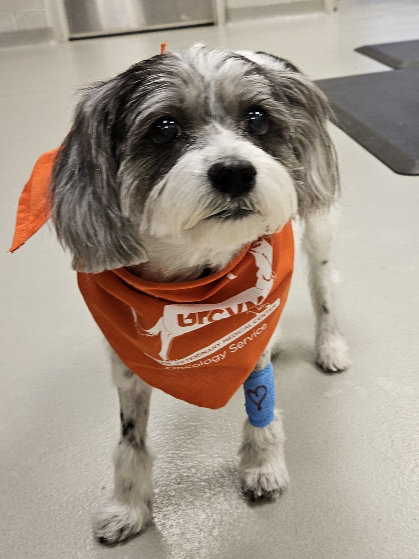 UTCVM-University of Tennessee College of Veterinary Medicine | Knoxville TN