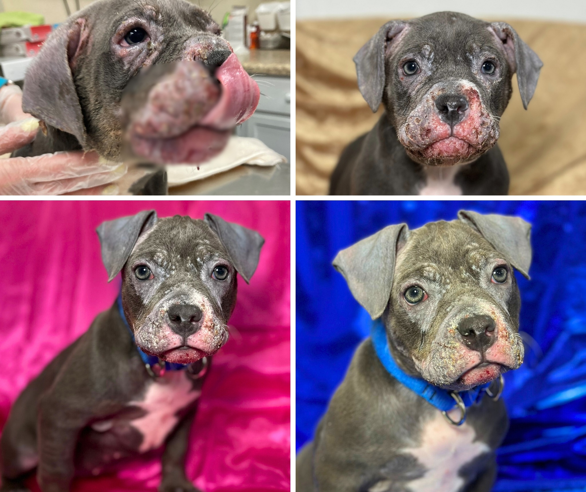 Kenosha - Lucky was 2 months old when she arrived at our Kenosha Campus ...
