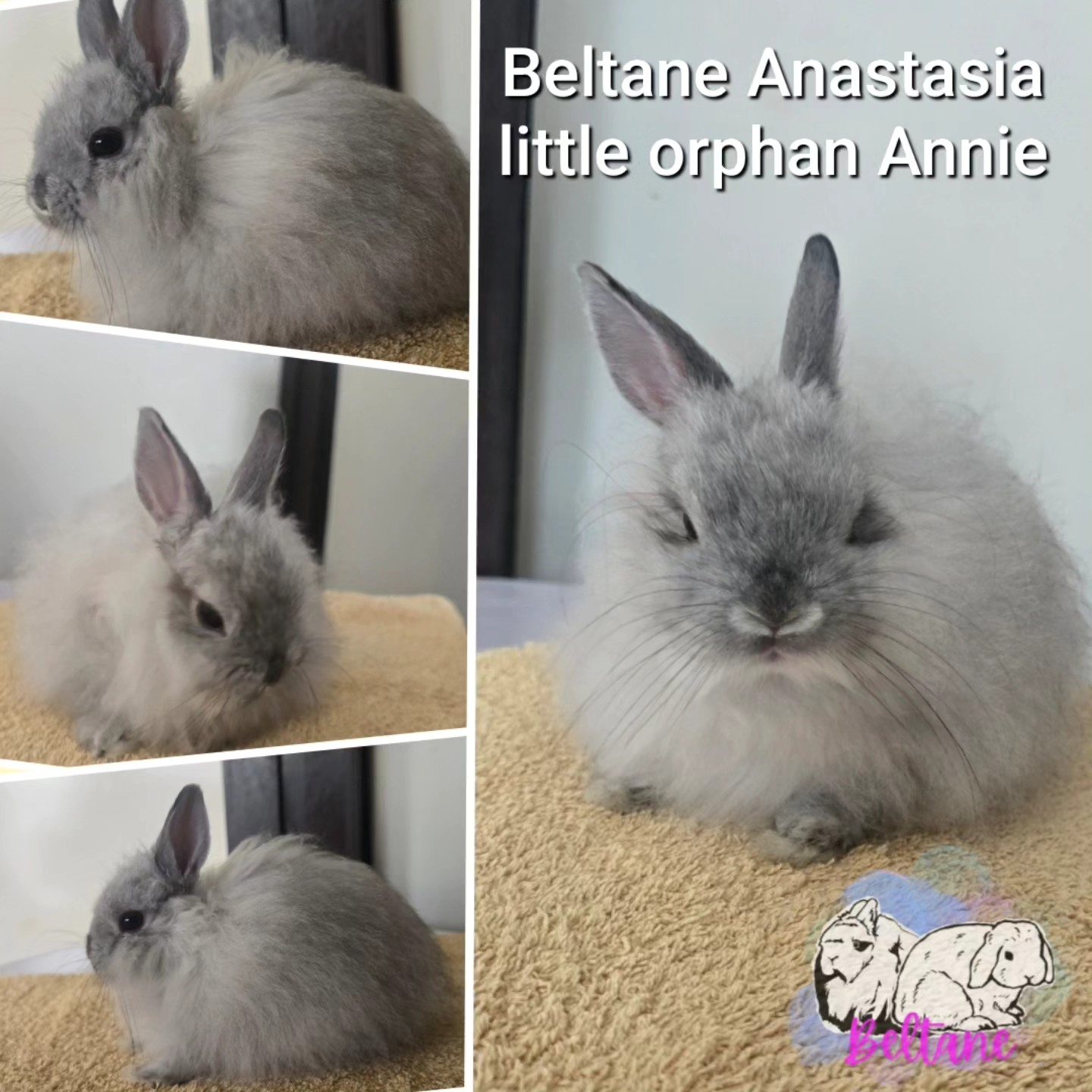 Beltane Bunnies | Coronet Bay VIC