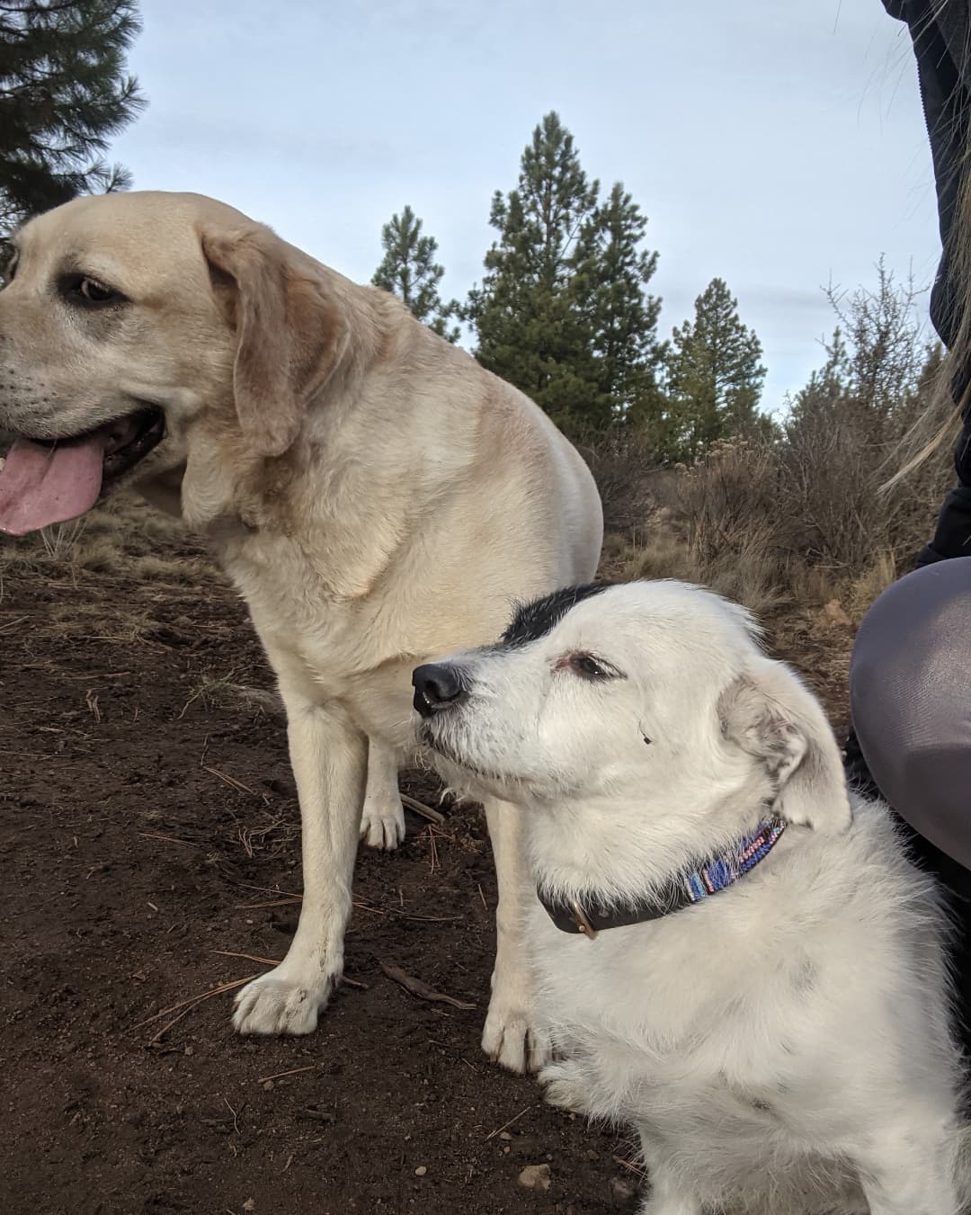 Alpine Tails Dog Walking Co.