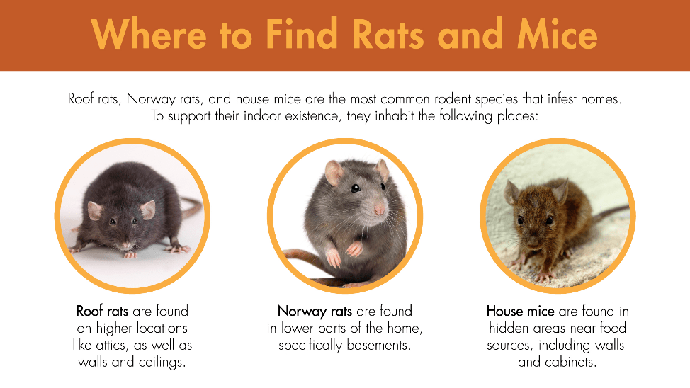 Parsons - Where to find Rats and Mice? and Call us now and we will help ...