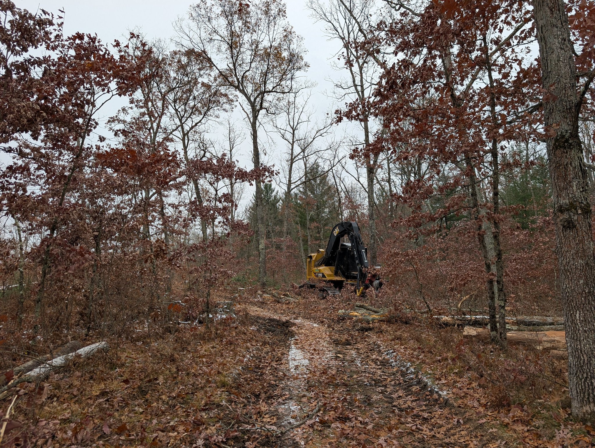 Michigan - Chad Stanton of Central Michigan Logging. | Facebook