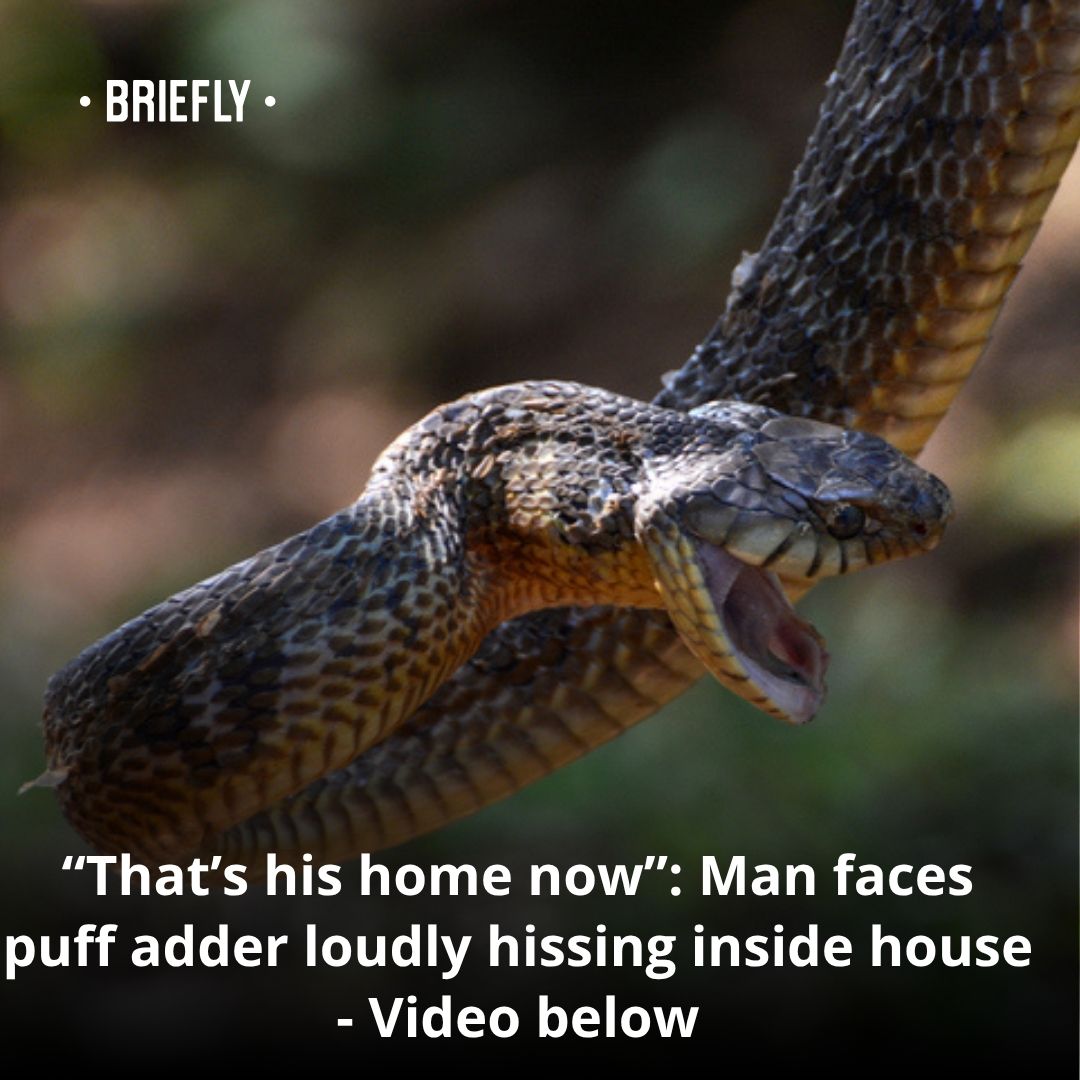 Briefly - A man found a puff adder in a house and it sounded terrifying ...