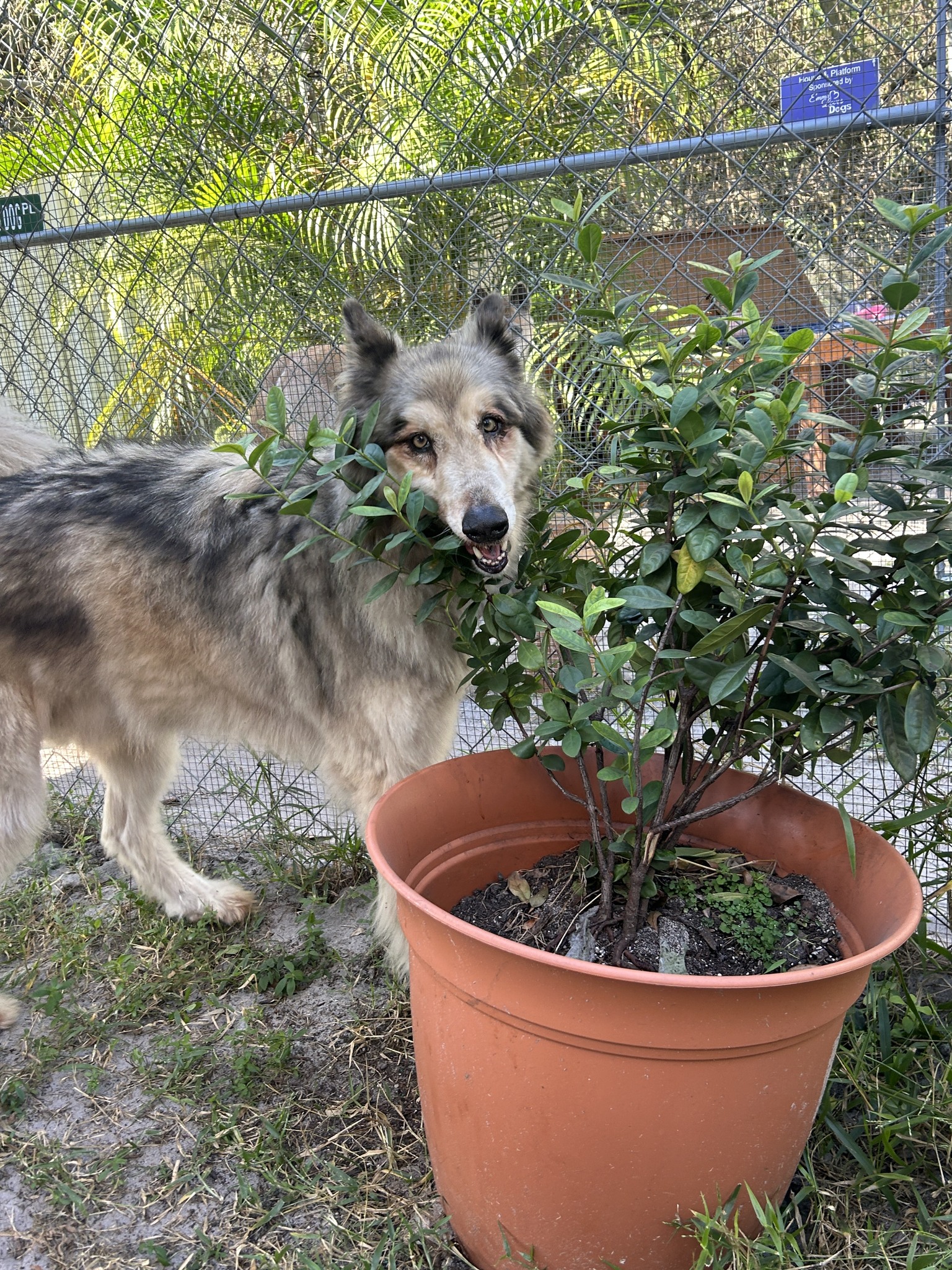 Shy - Happy girl Chenoa wants you to know that Social Media Giving Day ...