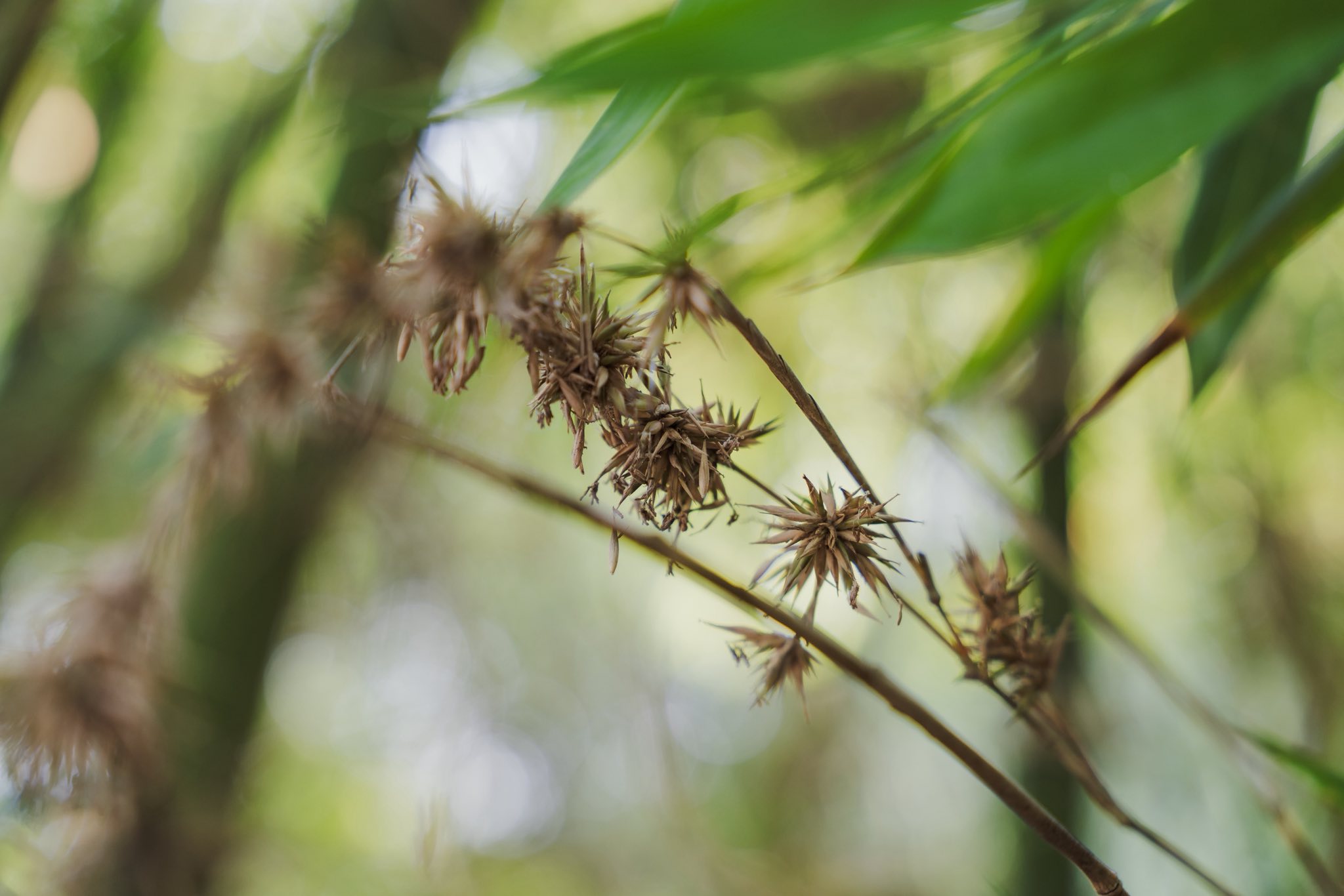 臺灣竹會/Taiwan - ＃你竹道嗎 竹林要常常砍伐才能長更好！ 說到竹林，腦海中就會想到一片蓬勃翠綠的竹子、徐徐輕風和靜謐的氛圍，彷彿遺世 ...