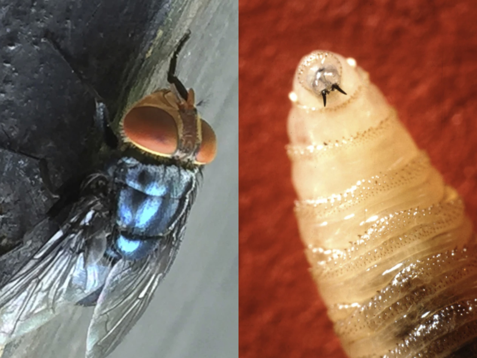 KWTX - 🚨700 MILES AWAY 🚨The #USDA is opening a fly factory in #Texas as ...