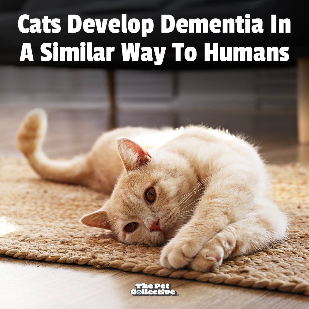 The Pet - Scientists in Edinburgh have discovered that feline dementia ...