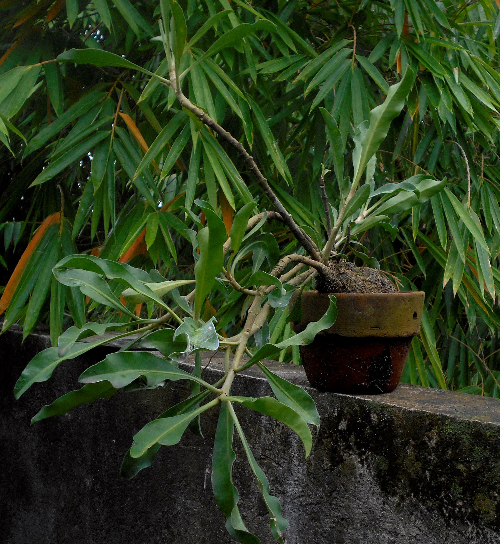 Do you like weird plants? Check out these Ant Plants (Myrmephytum
