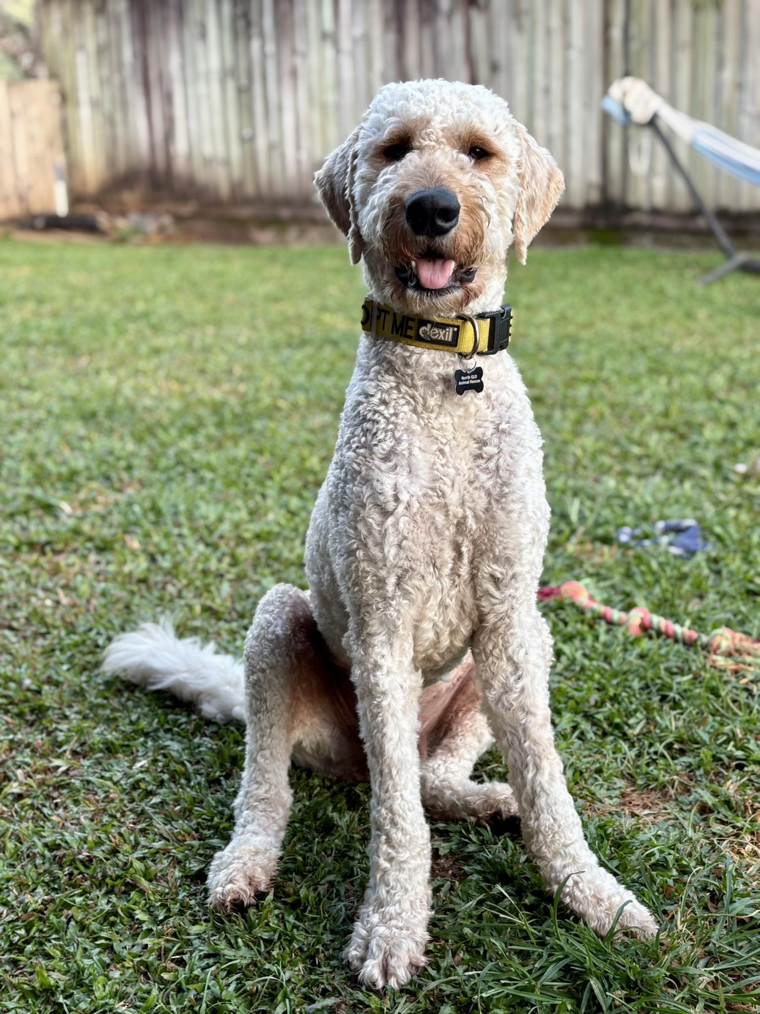 **APPLICATIONS CLOSED**... - North Qld Animal Rescue Inc. | Facebook