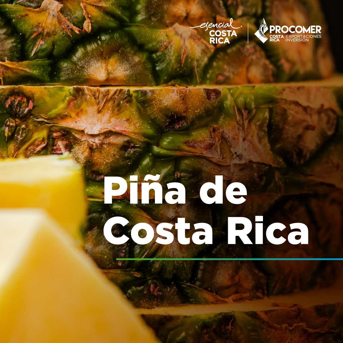 La piña... - Promotora del Comercio Exterior de Costa Rica | Facebook